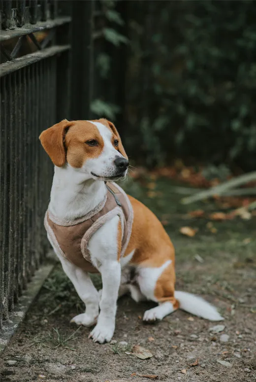 Bowl and Bone Yeti Brown Dog Harness And Lead Set